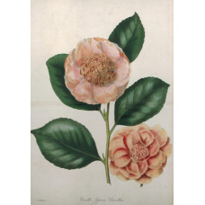 'Camellia Japonica Chandleri'. Two flowers and leaves by F.W. Smith