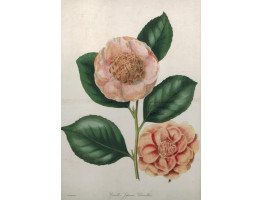 'Camellia Japonica Chandleri'. Two flowers and leaves by F.W. Smith