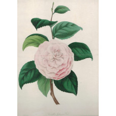 'Camellia Japonica Fordi'. One flower and leaves by F.W. Smith