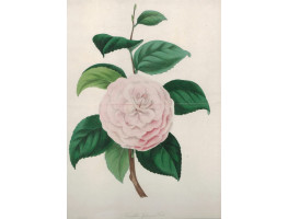 'Camellia Japonica Fordi'. One flower and leaves by F.W. Smith