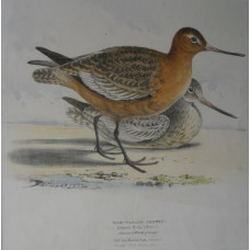 'Bar-Tailed Godwit'.