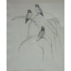 'Donacicola Spectabilis' Three Orange-rumped Finches on foliage, by W. Hart.