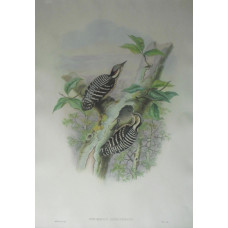 'Iyngipicus Canicapillus'. Pair of Doerries' Pygmy Woodpeckers on tree by W. Hart.