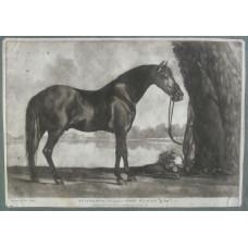 'An Arabian belonging to John Warde Esq'.