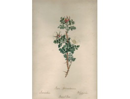'Rosa Spinosissimia Icosconebria Polygrynia Burnet Rose'.