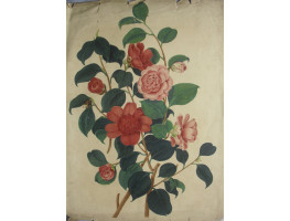 'Anemone flower'd or Waratah Camellia; Rose coloured or Middlemists Camellia' by Weddell.