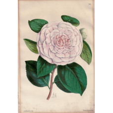 Camellia. Plate 242.