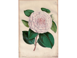 Camellia. Plate 242.