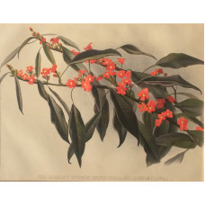 'The Scarlet Spurge (Euphorbia Jacquiniaeflora)