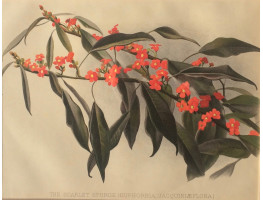 'The Scarlet Spurge (Euphorbia Jacquiniaeflora)