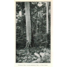 A Descriptive Catalogue of some of the Common Trees & Woody Plants of Kenya Colony.
