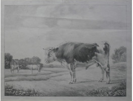 Horned Bull  possibly a Hereford, with two cows in landscape.