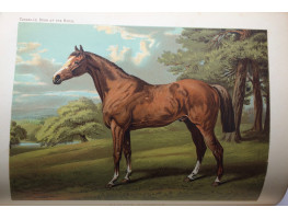 The Book of the Horse: (Thorough-Bred, Half-Bred, Cart-Bred,) British and Foreign, With Hints on Horsemanship The Management of the Stable; Breeding, Breaking and Training for the Road, The Park, and the Field.