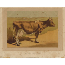 'Guernsey Cow'