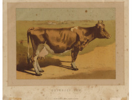 'Guernsey Cow'