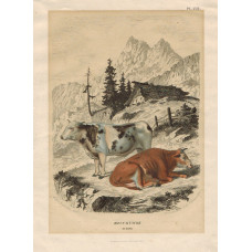 'Boeuf & Vache Suisse' Two cattle in mountain landscape, Affter Weiner & De Bar, by Annedouche & de Bar.