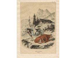 'Boeuf & Vache Suisse' Two cattle in mountain landscape, Affter Weiner & De Bar, by Annedouche & de Bar.