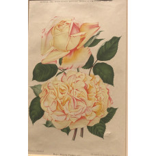 Rose Kaiserin Frederic (the)
