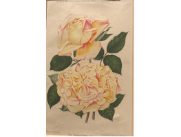 Rose Kaiserin Frederic (the)