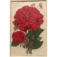Rose Ards Rover (Hyb. R)