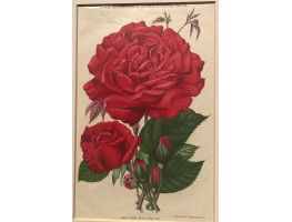 Rose Ards Rover (Hyb. R)