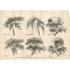 Two plates of buildings, signed C.W. Chapman, and one of trees,