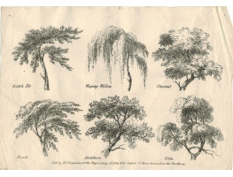 Two plates of buildings, signed C.W. Chapman, and one of trees,