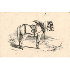 Horse in harness.