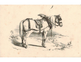 Horse in harness.