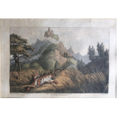 Tiger shot with a poisoned arrow, after Samuel Howitt by J. Clark.